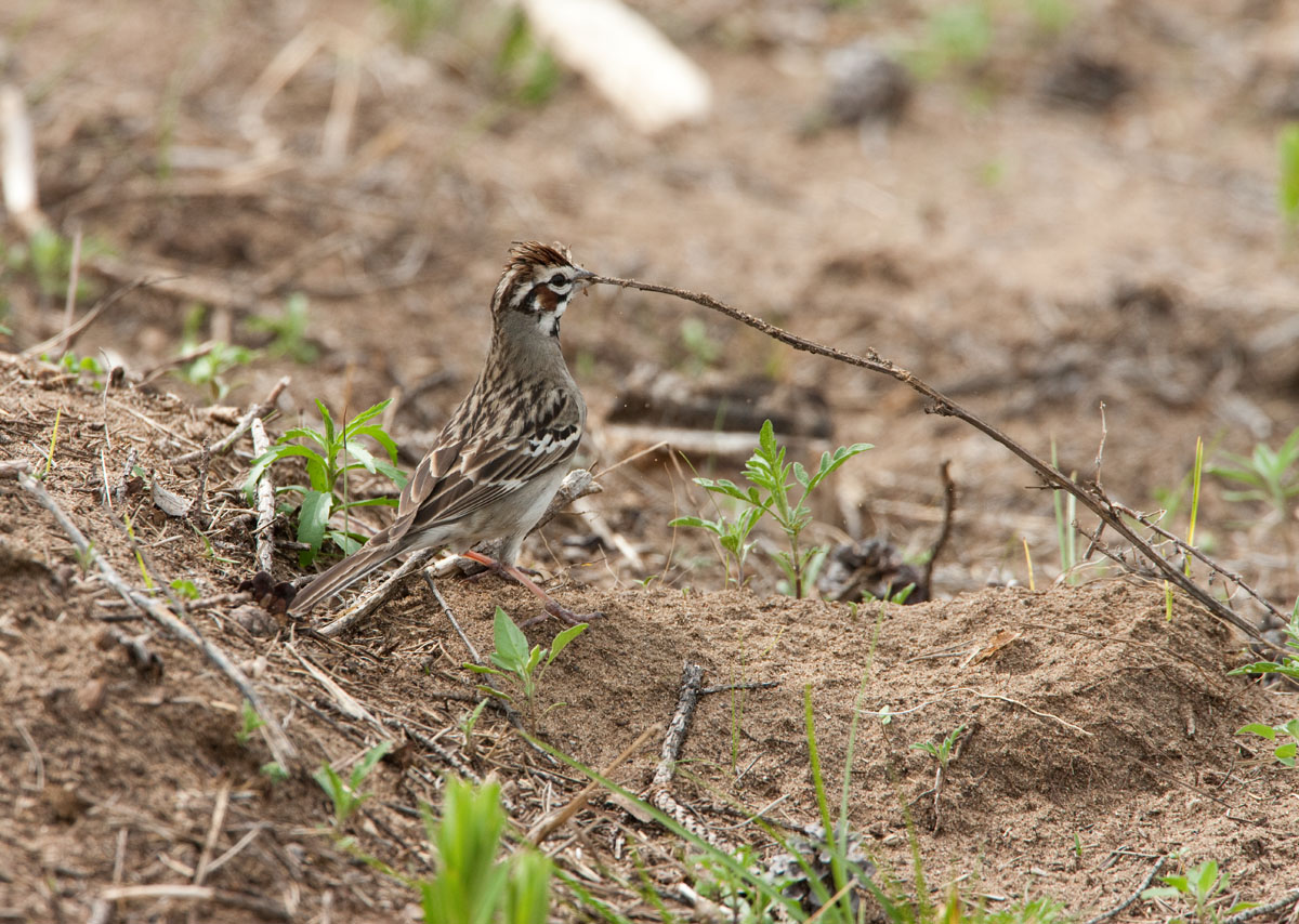 Lark Sparrow w/nest matl. _I9I0854.jpg