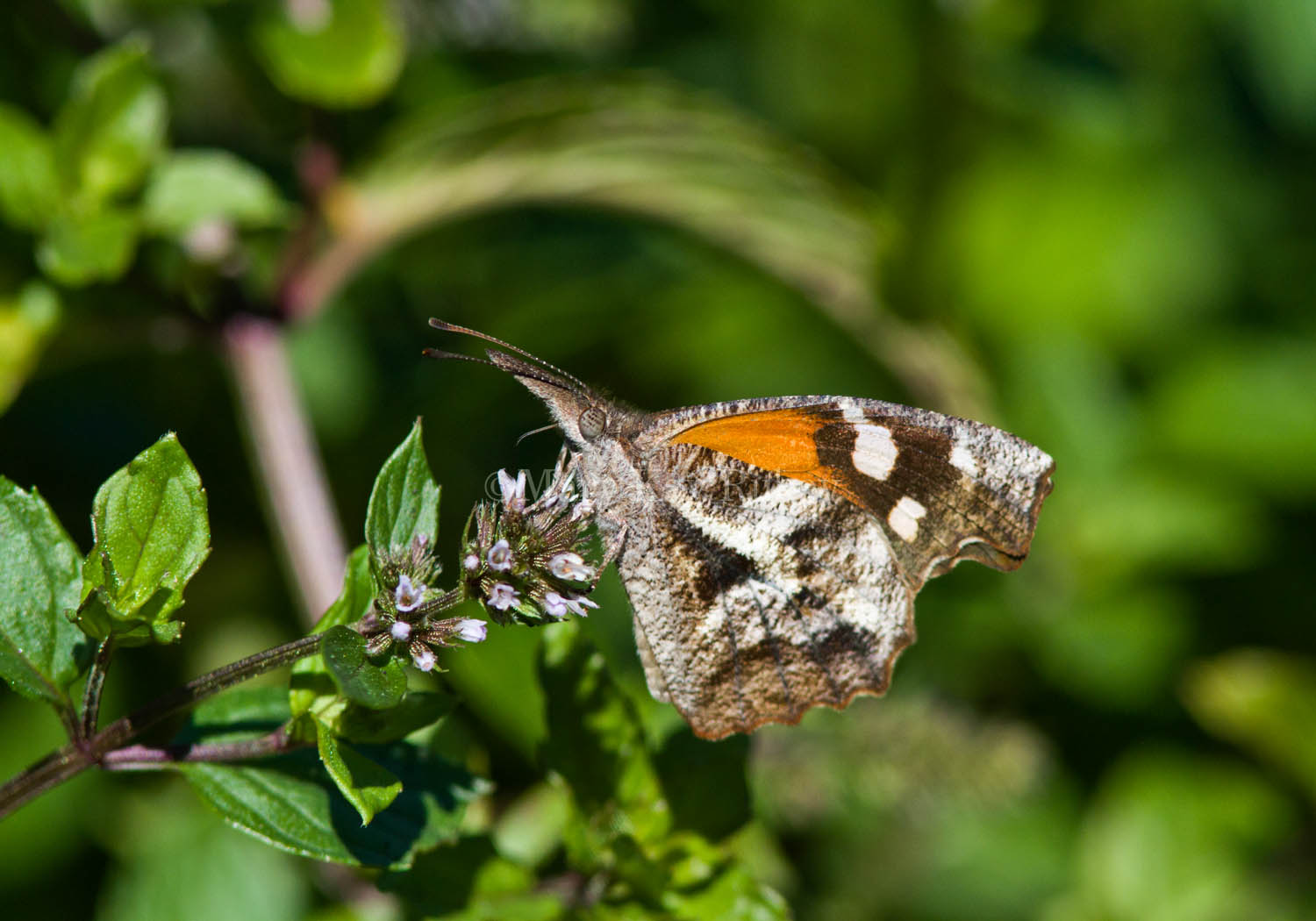 American Snout _MG_6840.jpg