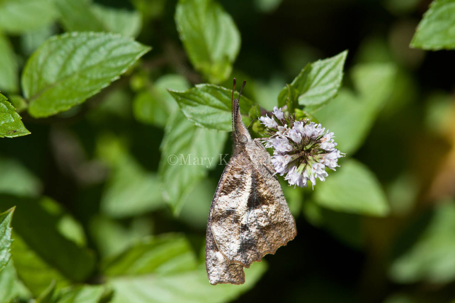 American Snout _MG_7092.jpg