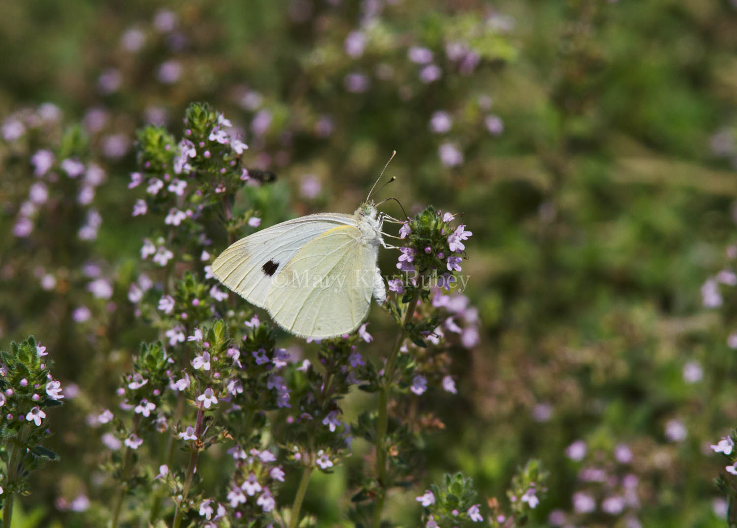 Cabbage White female _MG_3868.jpg