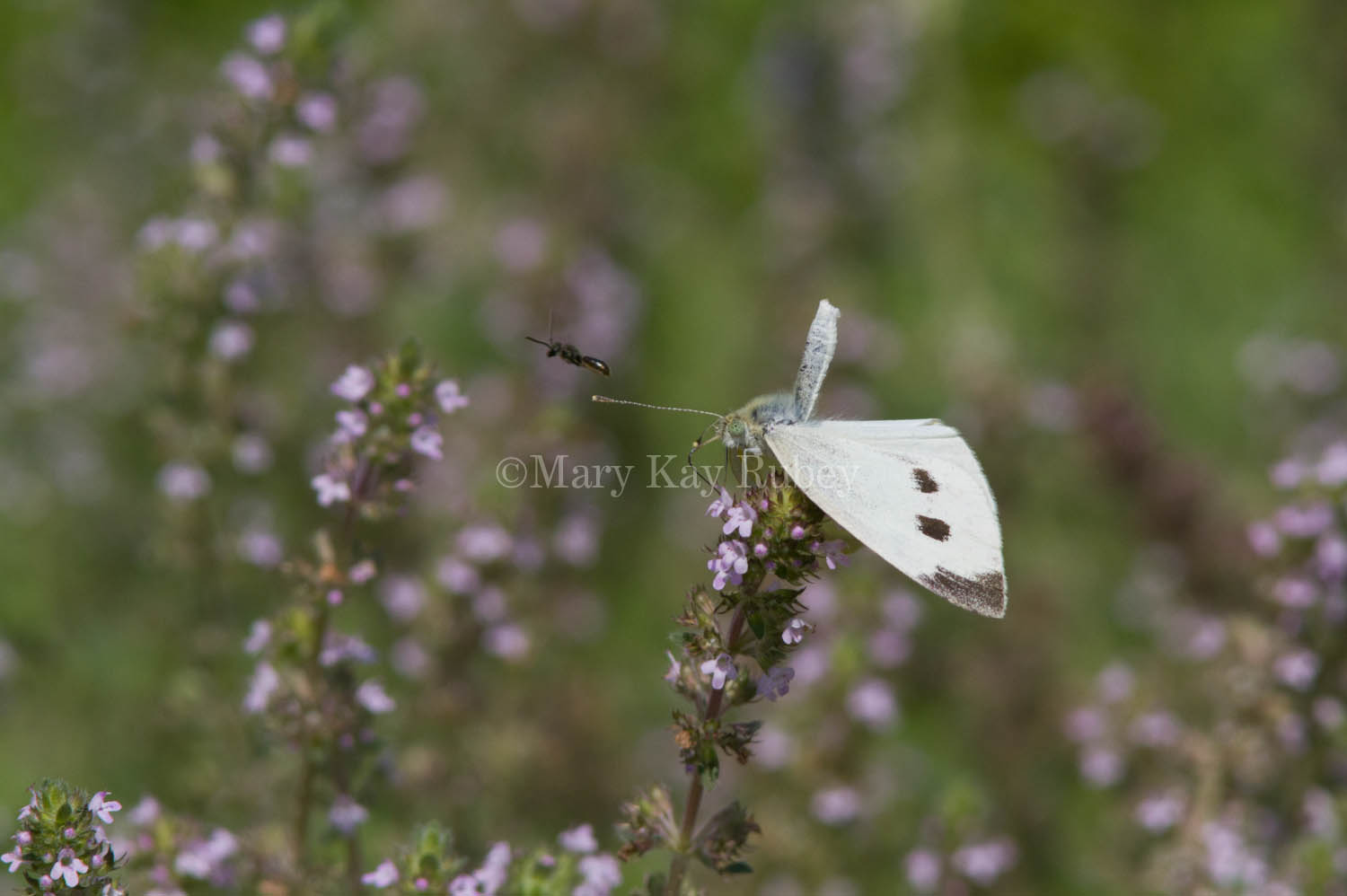 Cabbage White courtship _MG_3822.jpg