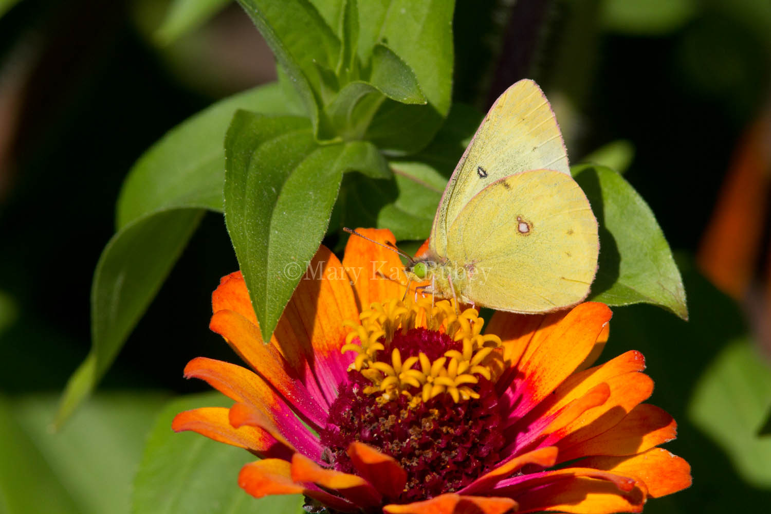 Clouded Sulphur _MG_1436.jpg