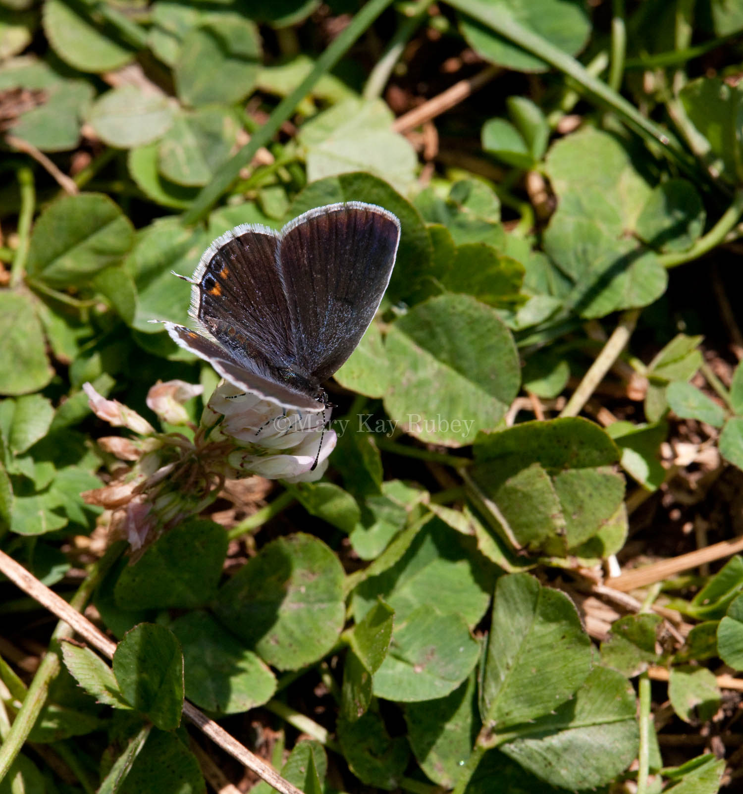 Eastern Tailed-Blue female _11R1039.jpg