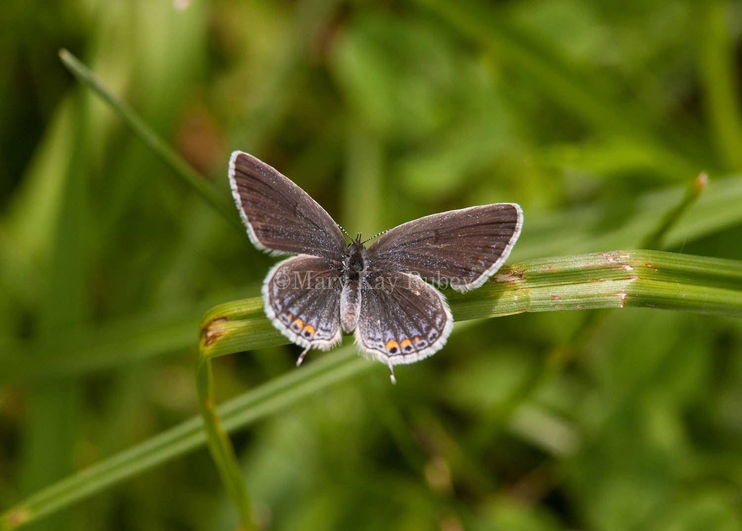 Eastern Tailed-blue female _I9I4854.jpg