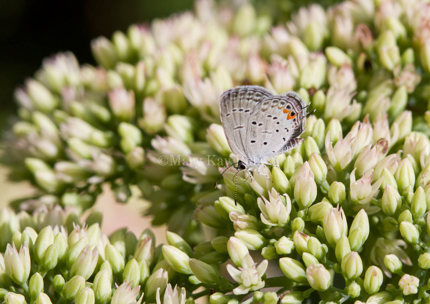 Eastern Tailed-blue _MG_6001.jpg