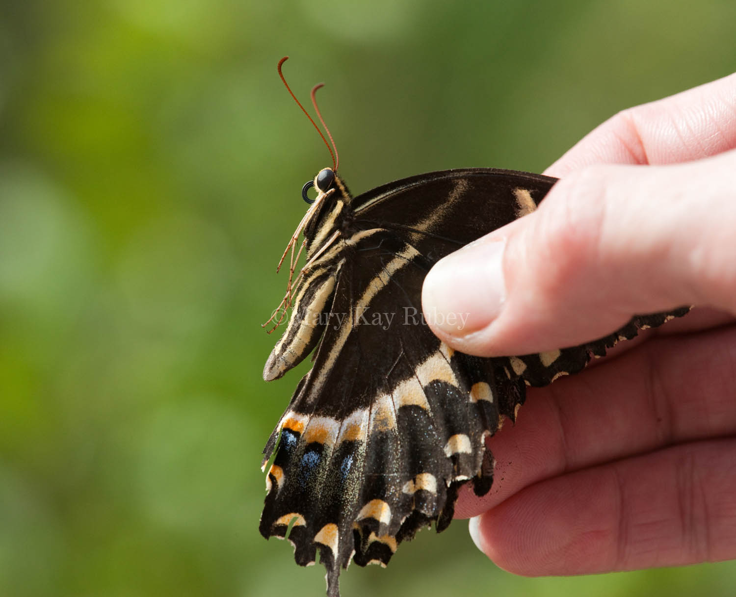 Palamedes Swallowtail _I9I0029.jpg