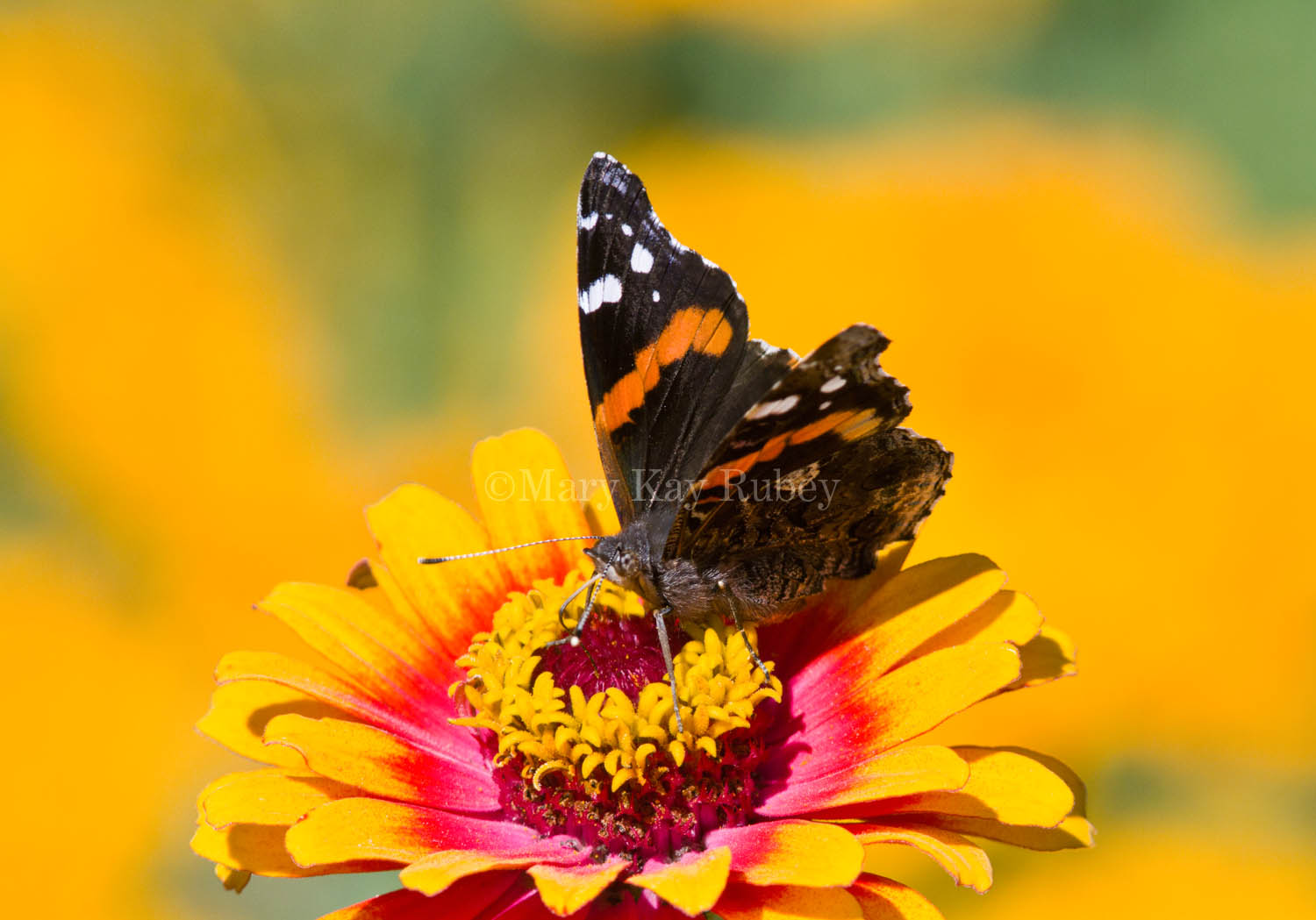 Red Admiral _MG_0090.jpg