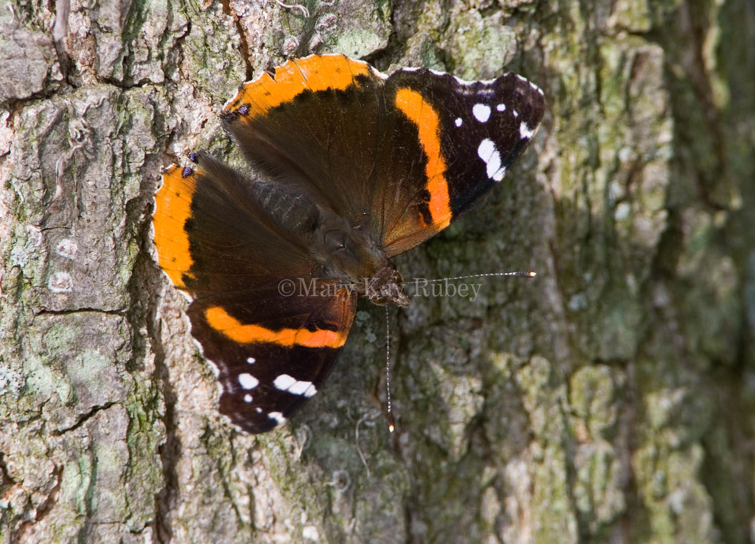 Red Admiral _S9S7434.jpg