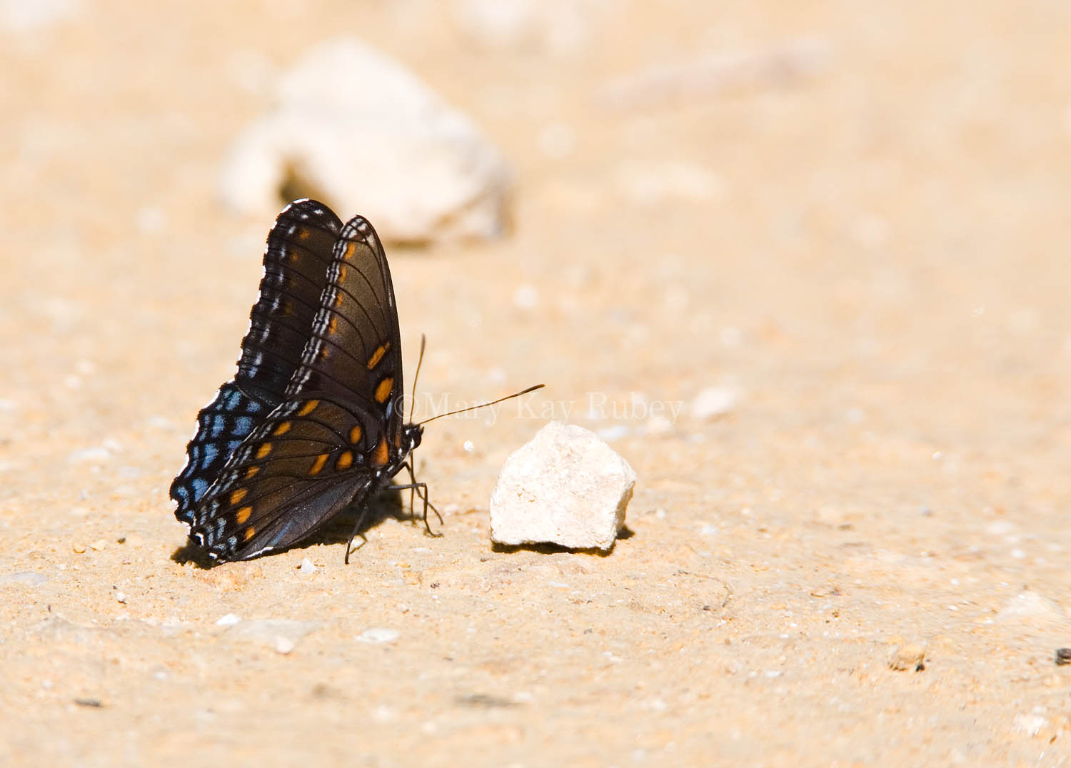 Red-spotted Purple  _MG_9677.jpg