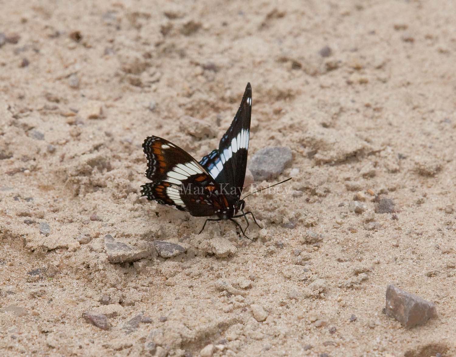 White Admiral _11R7310.jpg