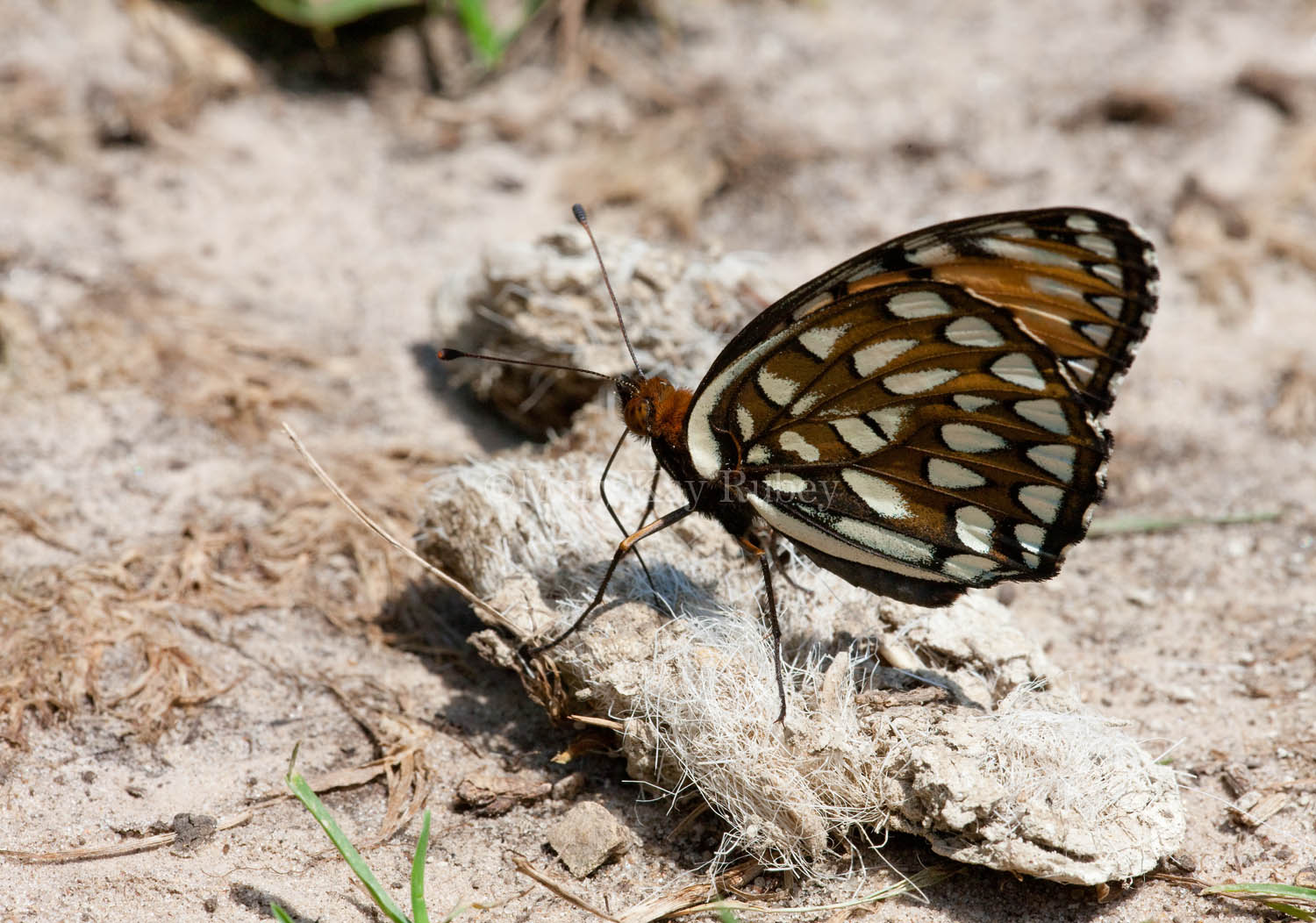 Regal Fritillary _11R3690.jpg