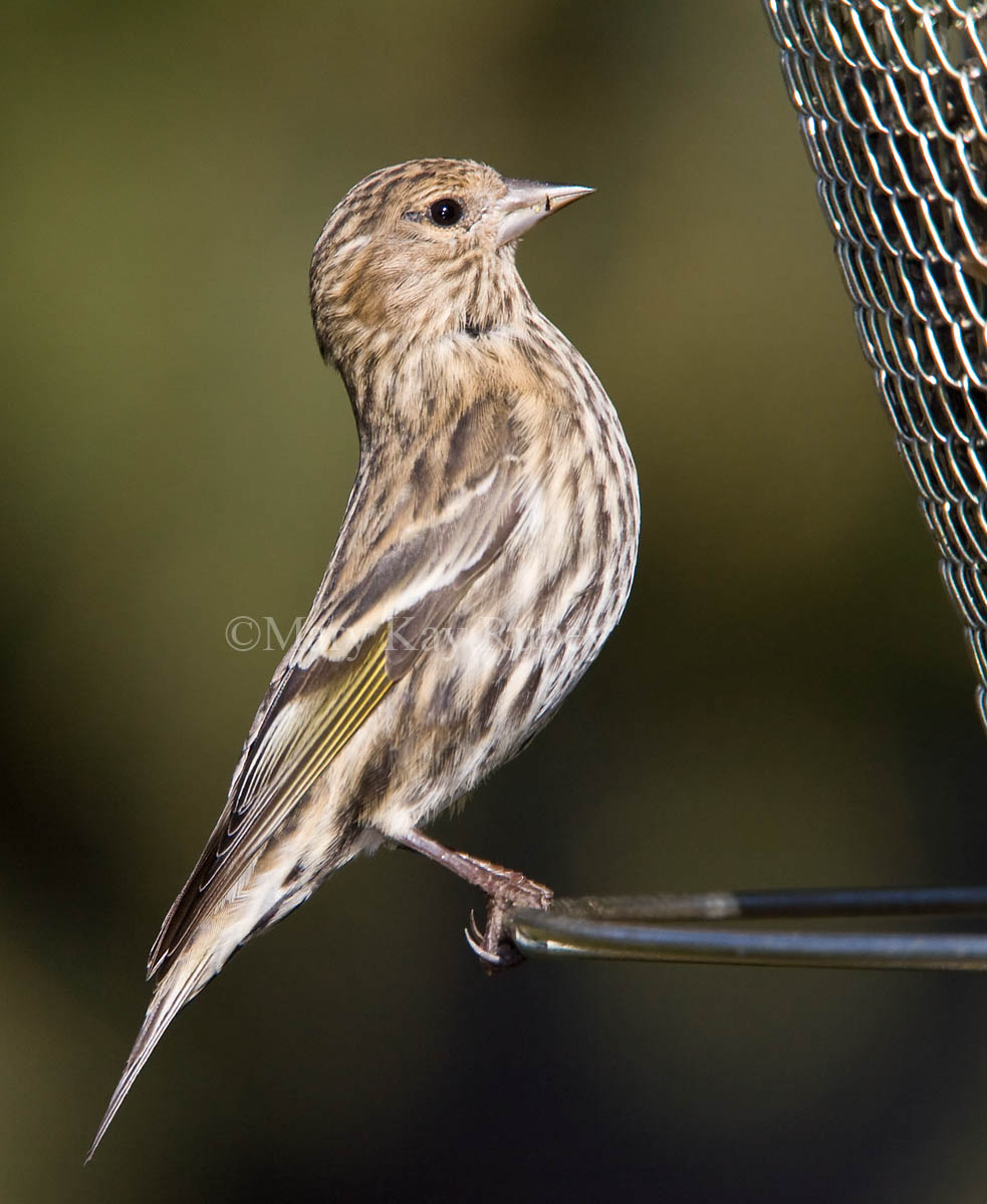 Pine Siskin _H9G9668.jpg