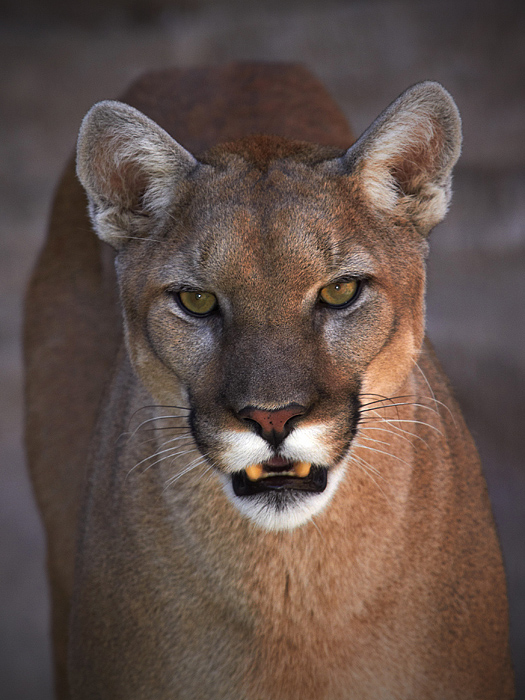 Cougar: Roswell, NM