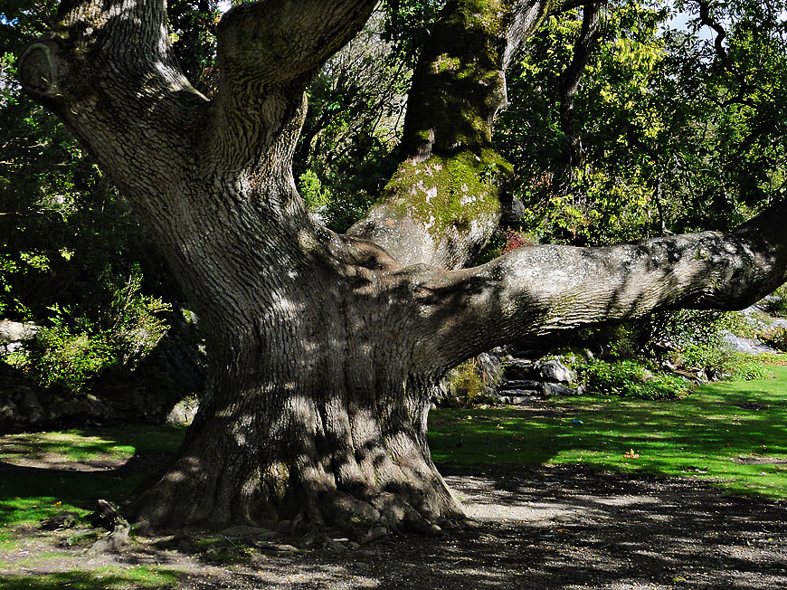 Muckross House - Tree