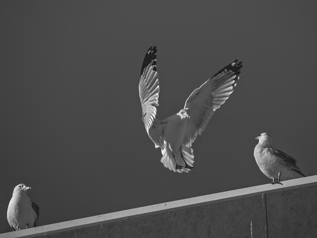 #23 - Birds/Wildlife 