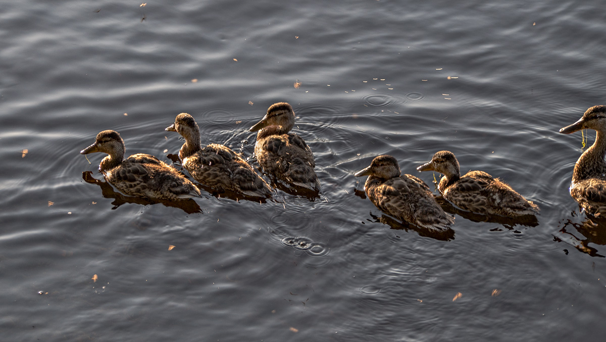 Along the River Lee