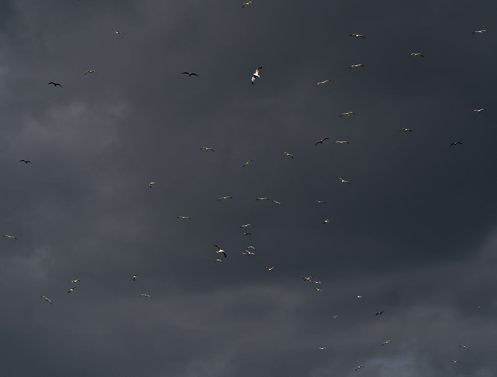 A flock of birds