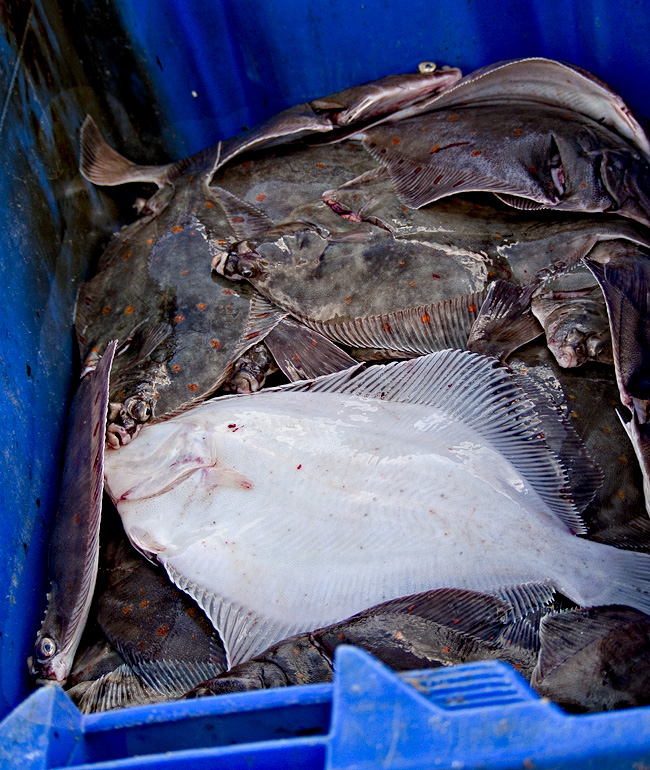 Fresh fish