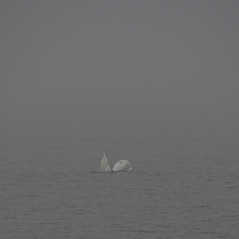 Swans - through the fog #2, See #1 below