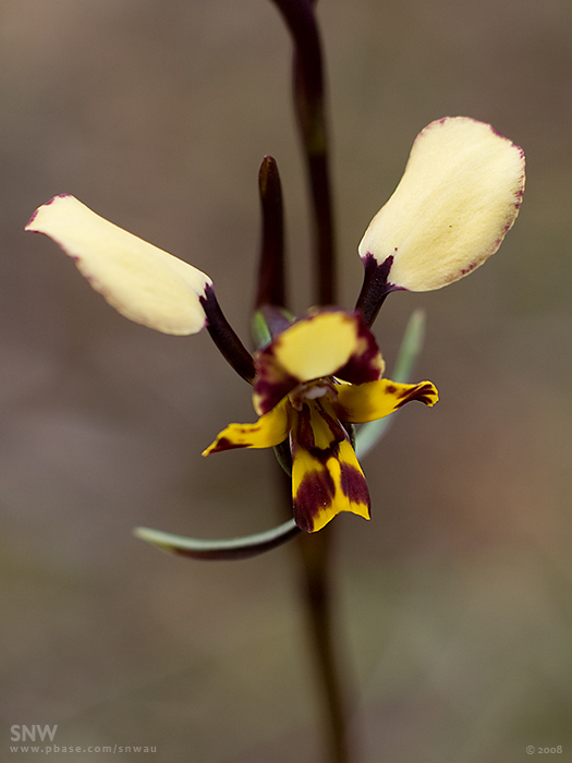 Leopard Doubletail  Orchid