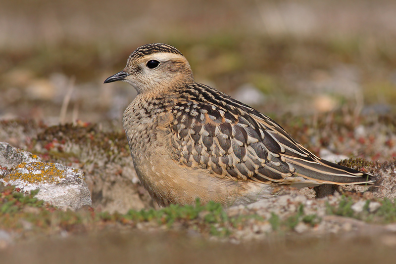 Morinelplevier / Dotterel