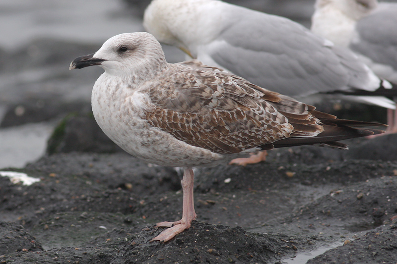 Geelpootmeeuw / Yellow-legged Gull