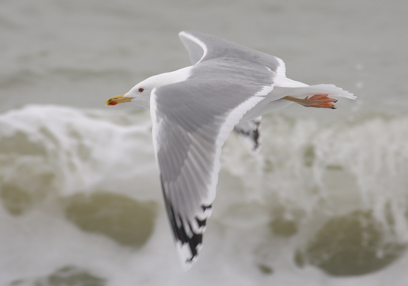 Pontische Meeuw / Caspian Gull