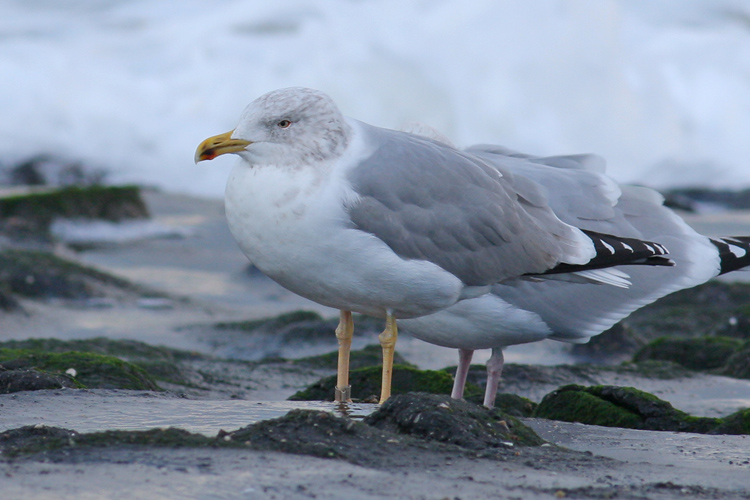 Geelpootmeeuw / Yellow-legged Gull