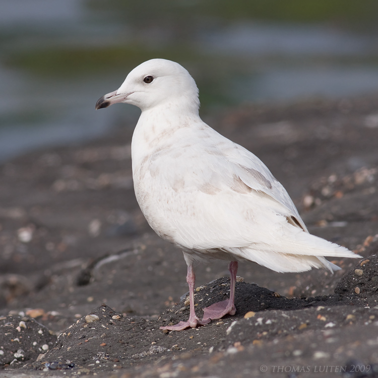 Kleine Burgemeester / Iceland Gull