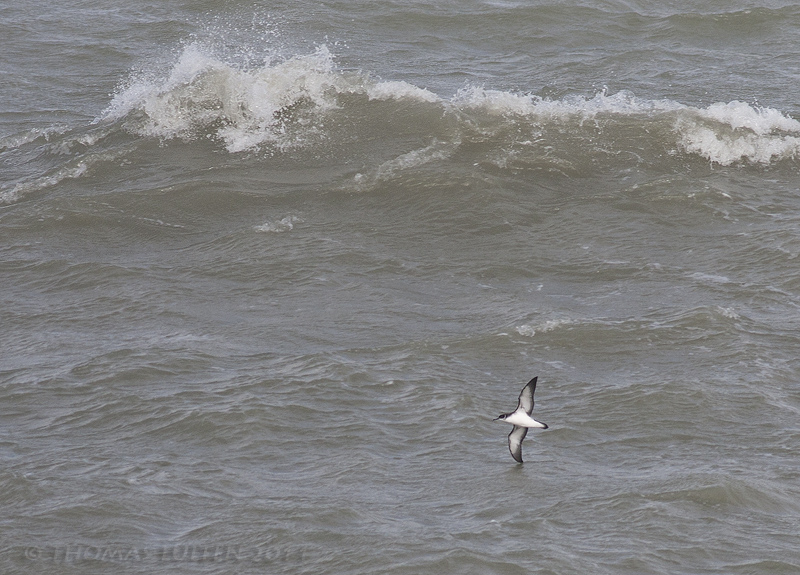 Noordse Pijlstormvogel / Manx Shearwater