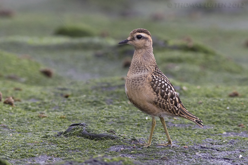 Morinelplevier / Dotterel