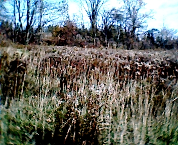 1675.jpg