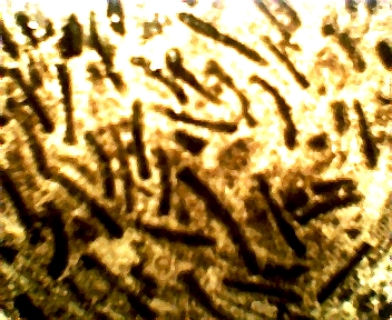 1665.jpg