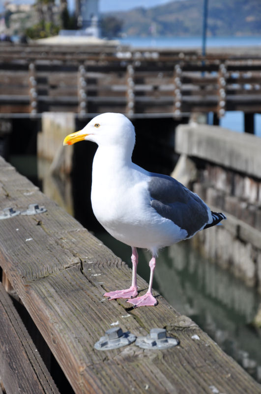 Frisco Gull.