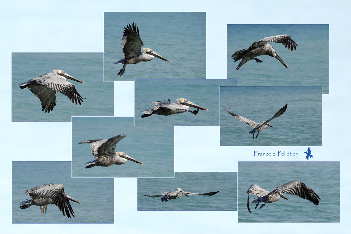 Pelican-3-95dpi.jpg