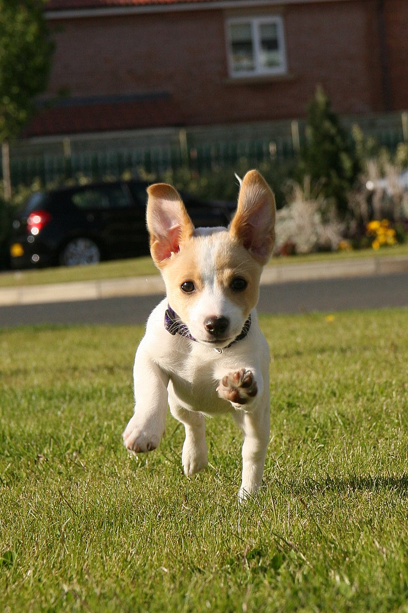Ears