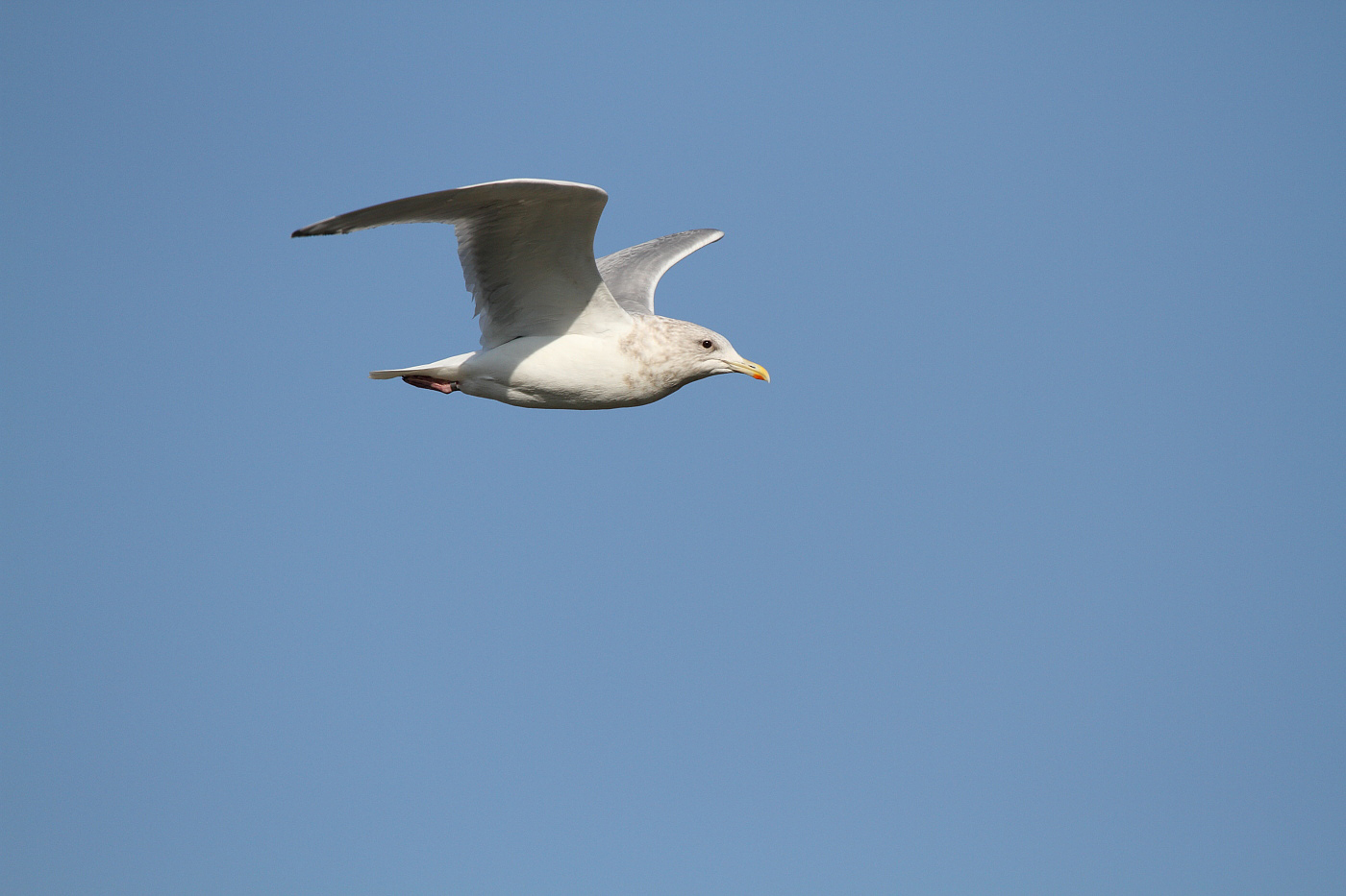 ThayersGull_ad_Petaluma_CA_20110126_040.JPG