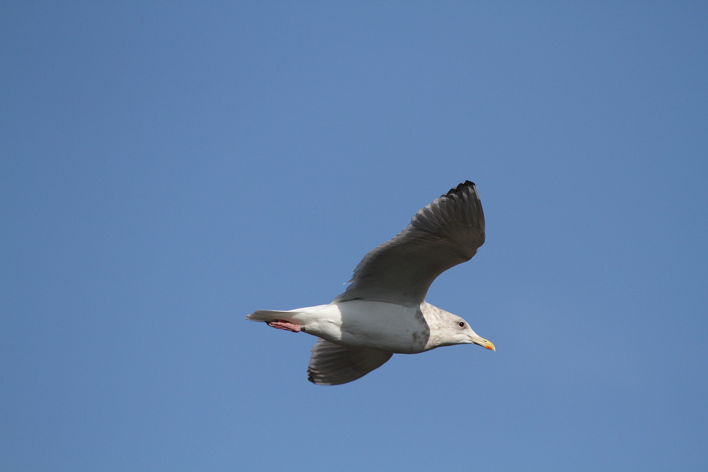 ThayersGull_ad_Petaluma_CA_20110126_047.JPG