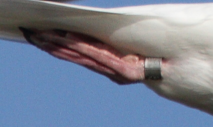ThayersGull_ad_ringed_Petaluma_CA_20110126_046_crop.JPG
