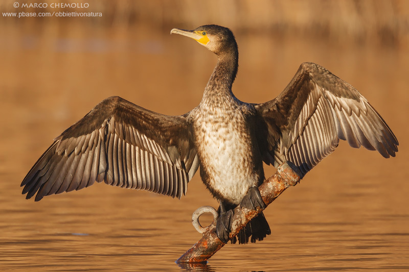 Great Cormorant - Cormorano (Phalacrocorax carbo sinensis)