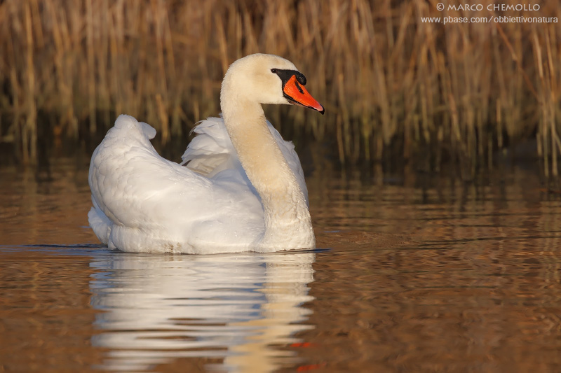 Mute Swan - Cigno Reale (Cygnus olor)