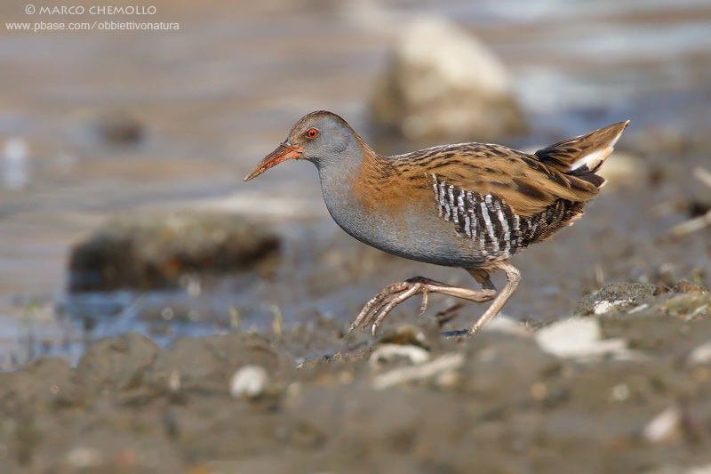 Water rail - Porciglione (Rallus aquaticus)