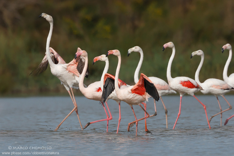 Greater Flamingo - Fenicottero rosa (Phoenicopterus roseus)