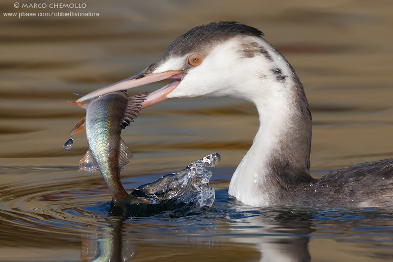 Podiceps cristatus (and Perca fluviatilis...)