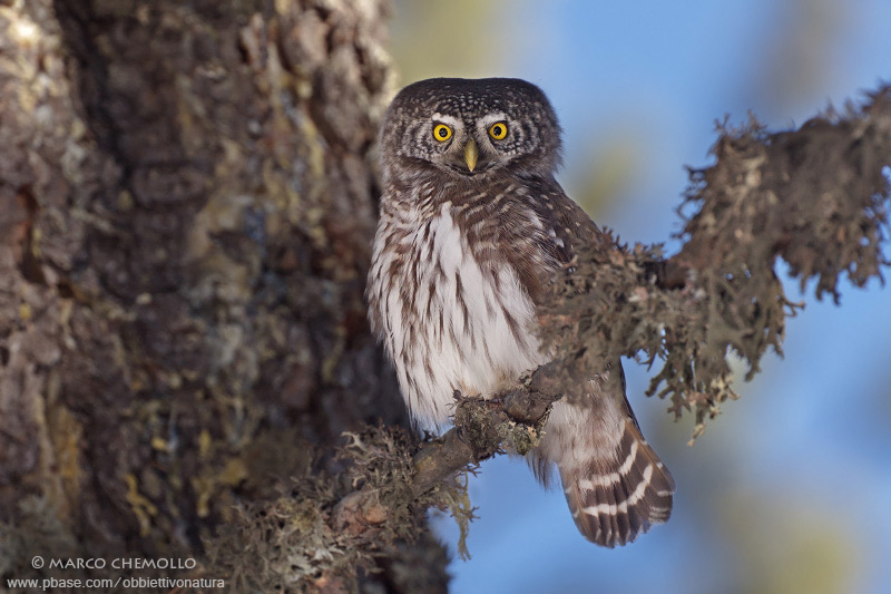 Eurasian Pygmy Owl - Civetta nana (Glaucidium passerinum)