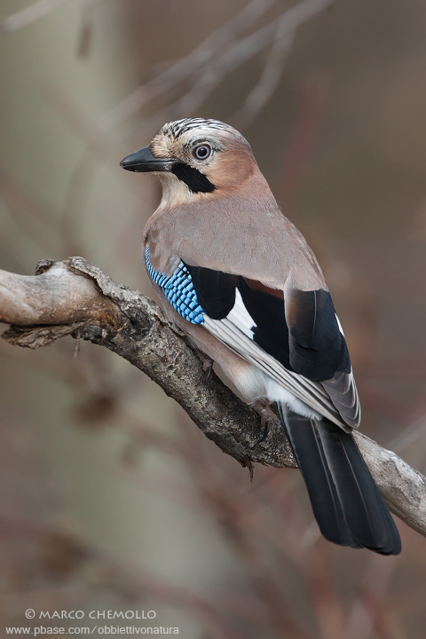 Jay - Ghiandaia (Garrulus glandarius)