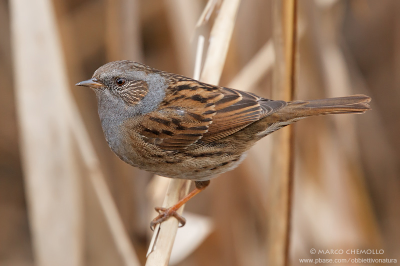 Dunnock - Passera scopaiola (Prunella modularis)