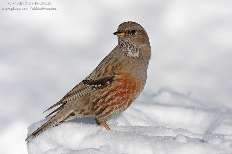 Alpine accentor - Sordone (Prunella collaris)