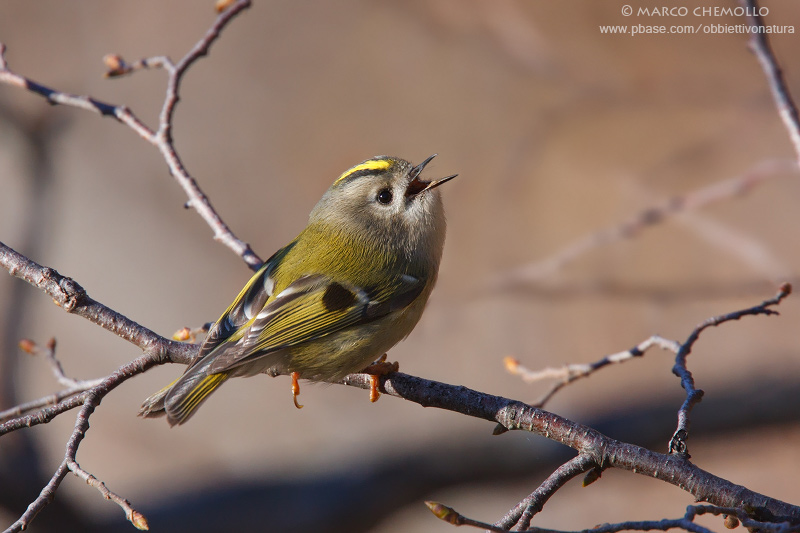 Regulus regulus - Goldcrest