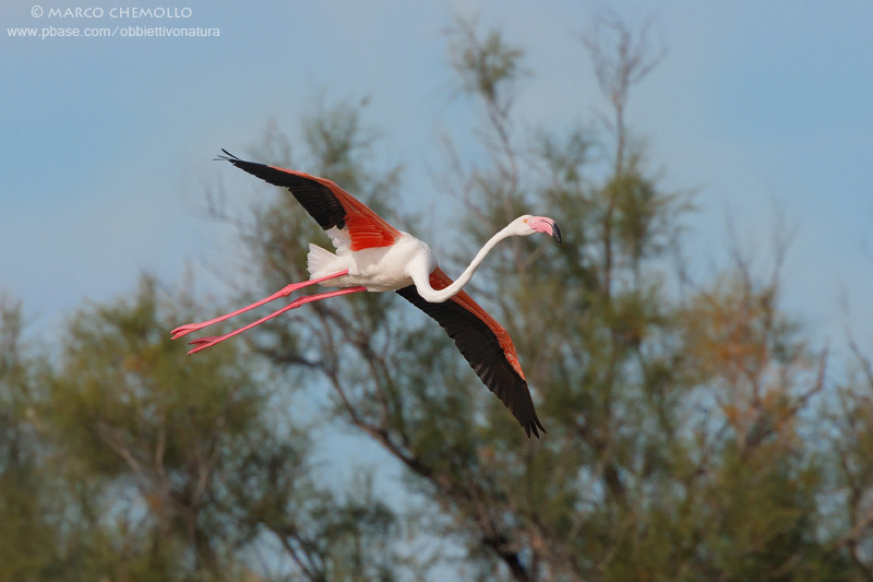 Greater Flamingo - Fenicottero rosa (Phoenicopterus roseus)